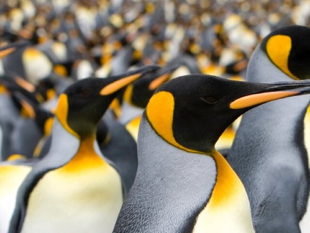 Penguins