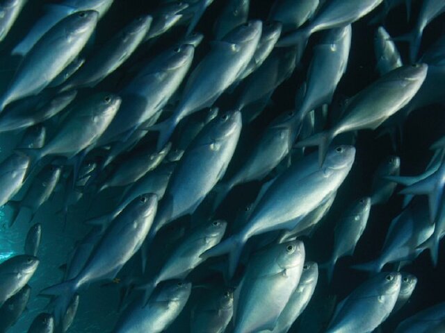 School of fish