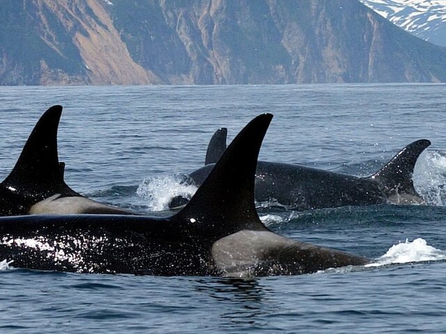 Orcas