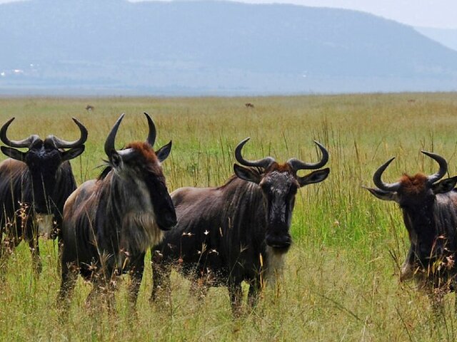 Wild wilderbeasts